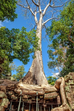 Kamboçya- Siem Reap-Ta Prohm Spunk ağacı