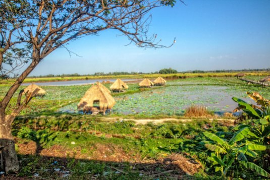 Kamboçya- Siem Reap Lotus tarlası