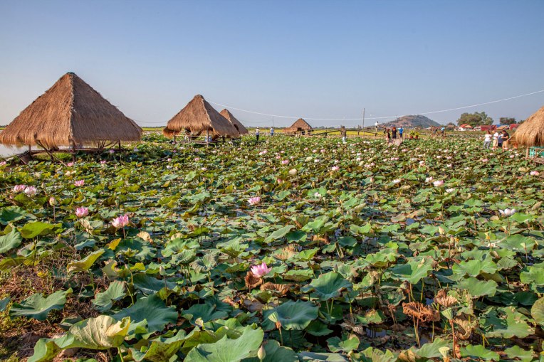 Kamboçya- Siem Reap Lotus tarlası
