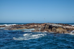 Cape Town- Hout Bay-Duiker (Fok) Adası