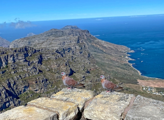 Cape Town- Masa Dağı'nda Afrika Benekli Güvercini