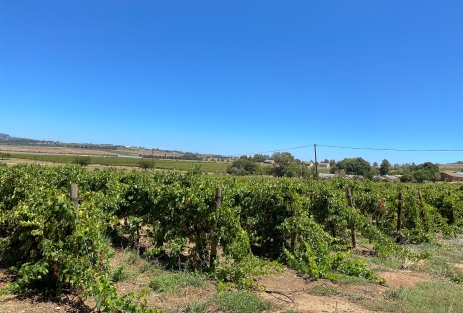 Cape Town- Paarl- Fairview Şarap bağları