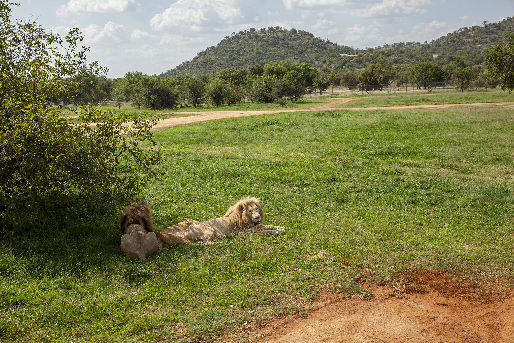 GA- Johannesburg-Lion &amp; Safari Park