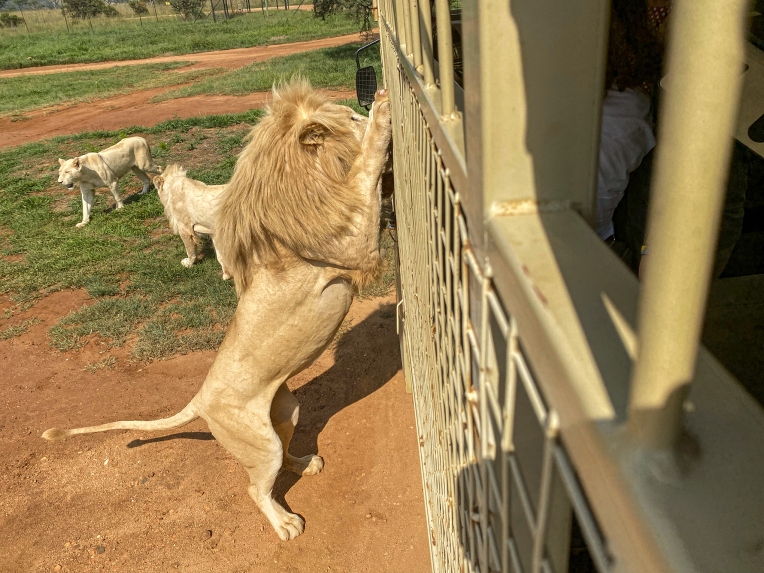 GA- Johannesburg-Lion & Safari Park