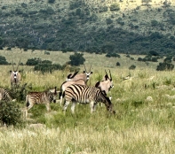 GA- Johannesburg-Lion & Safari Park