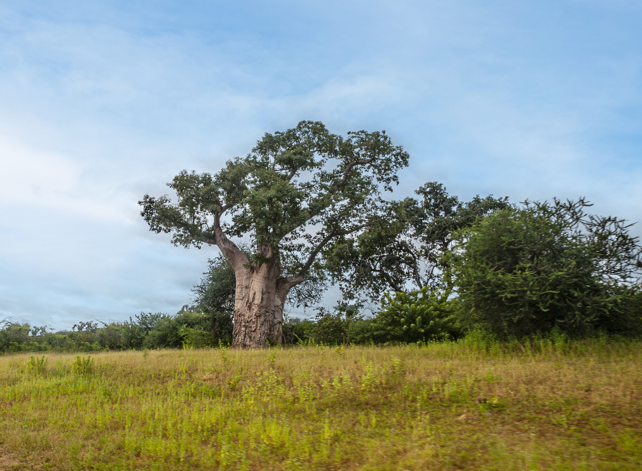 Botswana- Baobab Ağacı