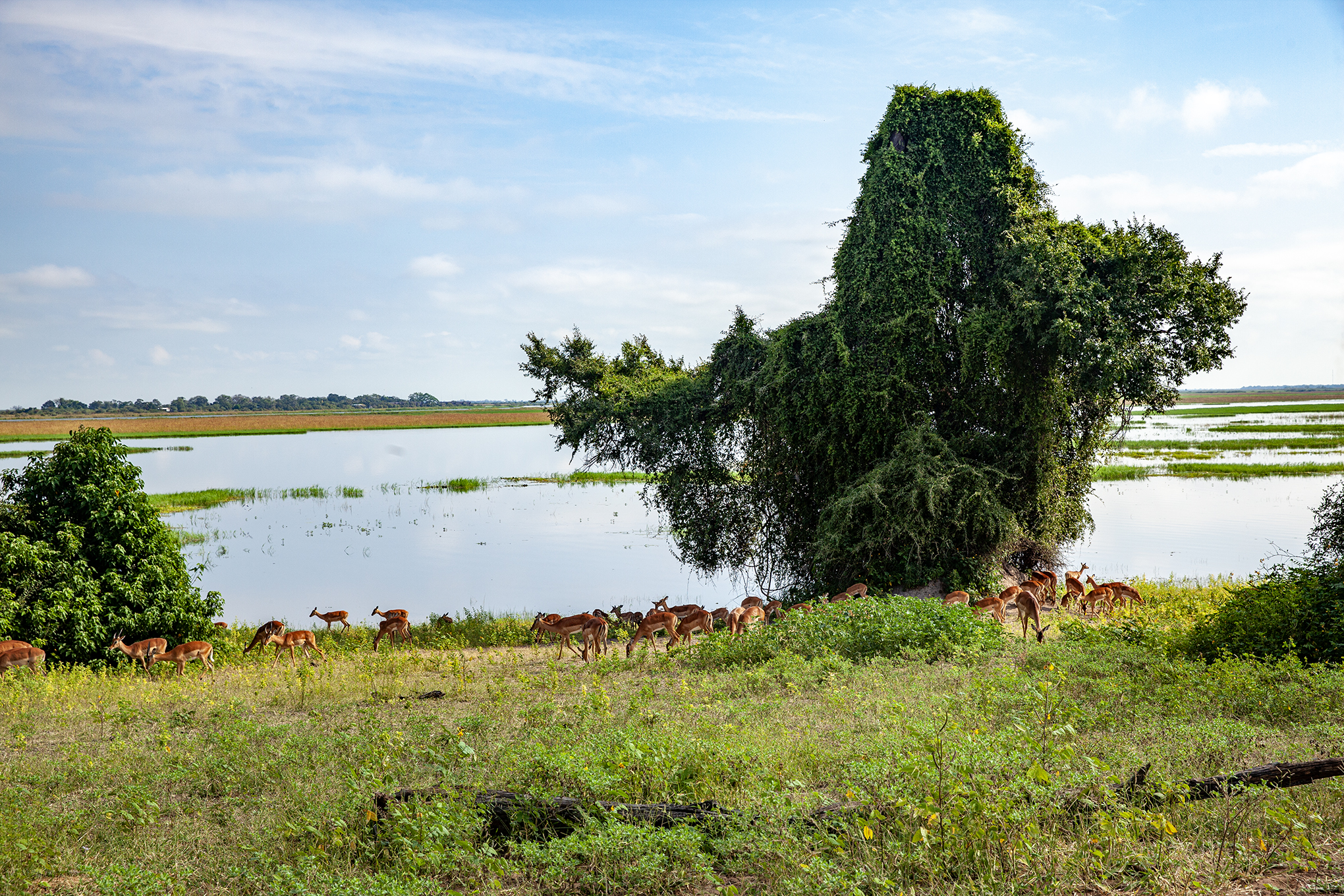 Botswana- Chobe Milli Parkı