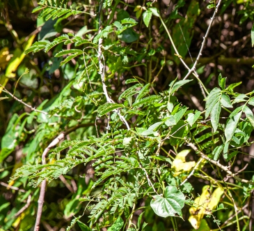 Botsvana- Chobe Milli Parkı- Sickle bush Ağacı