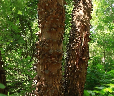 Botsvana- Chobe Milli Parkı- Knop Thorn Ağacı