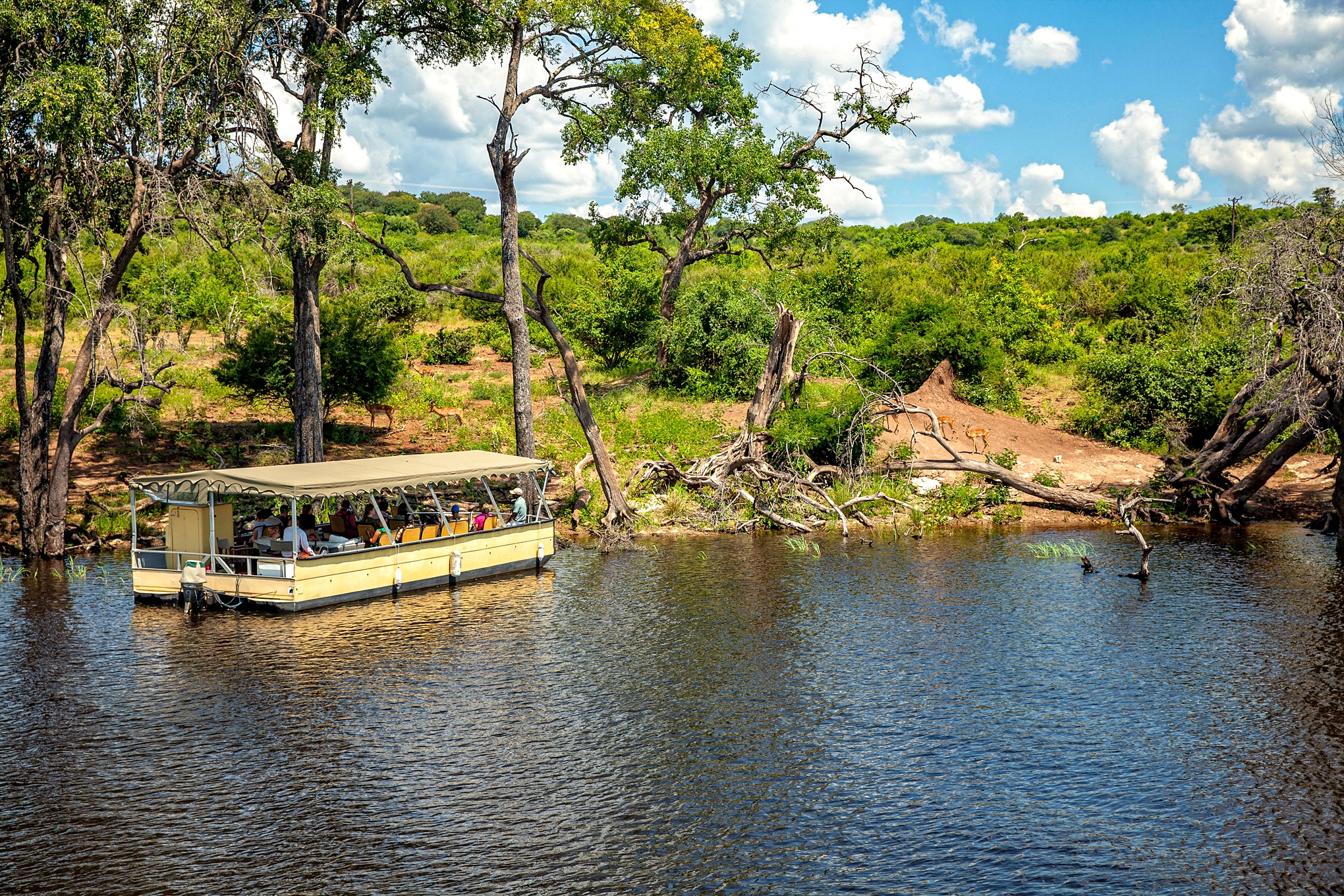 Botswana- Chobe Nehri