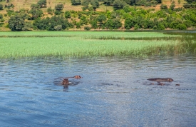Botsvana- Chobe Nehri